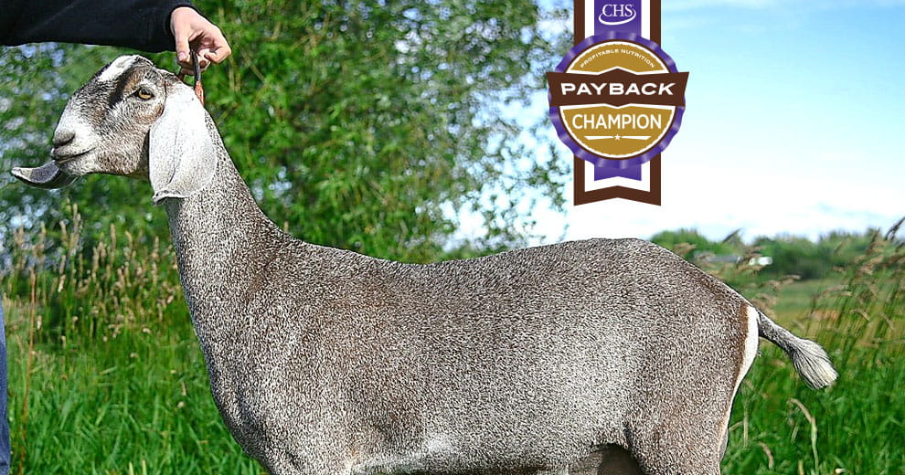 gray goat outside in showing stance with overlay of Payback Champion badge