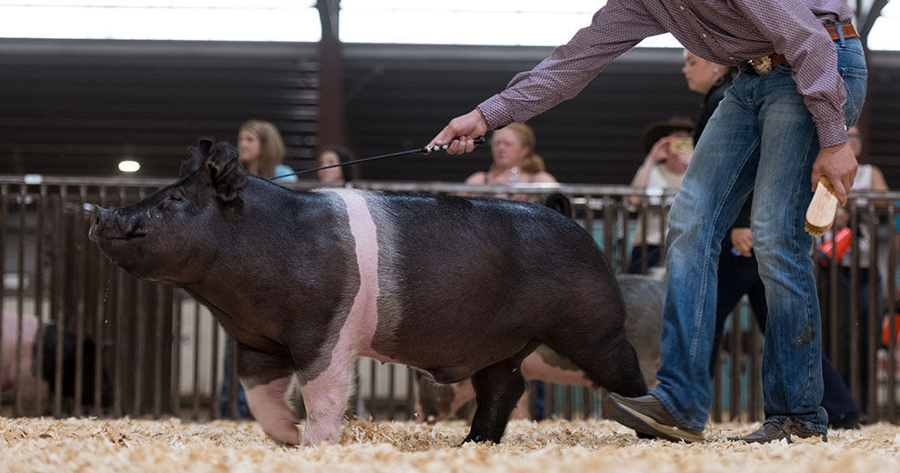 male showing pig at fair