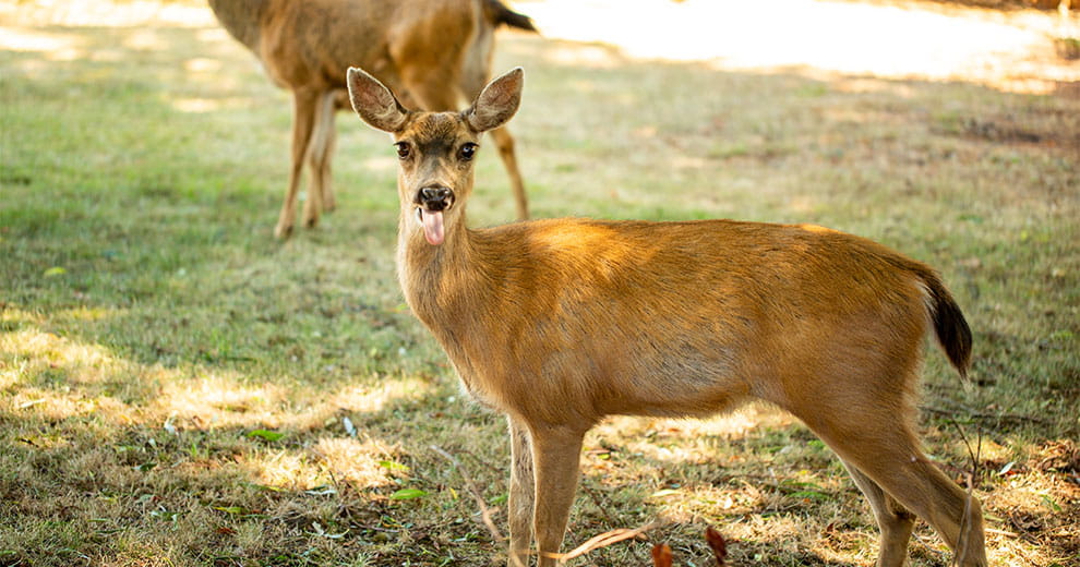 Deer sticking tongue out