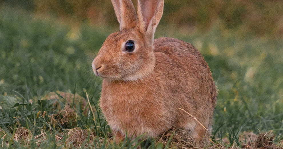 Rabbit with light orange fur