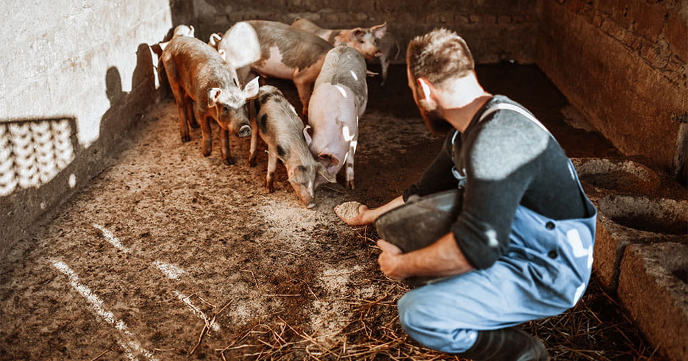 Man hand-feeding a drove of pigs
