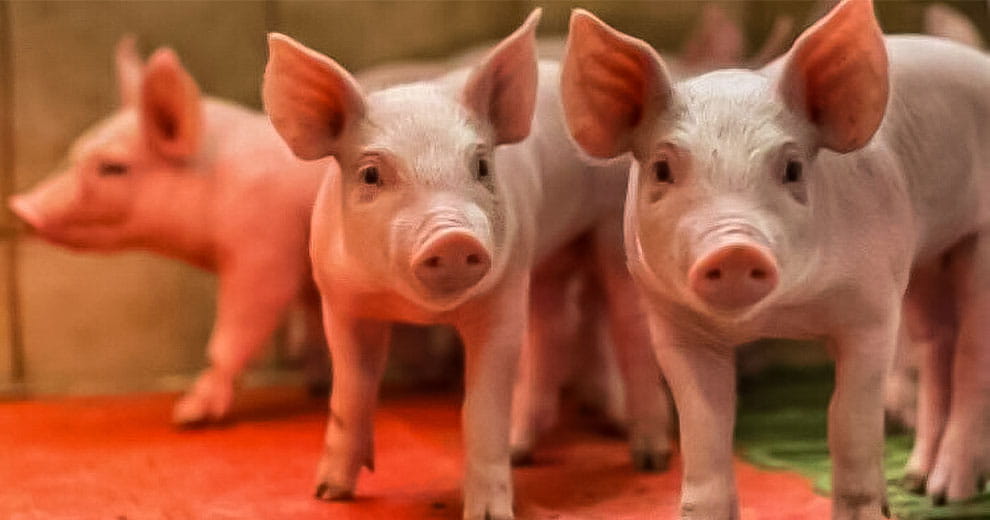 Two piglets standing side-by-side with a third piglet in the background