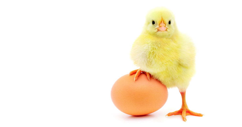 Baby chick with one foot on an egg