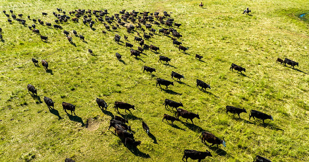 Aerial of cows in a green pasture