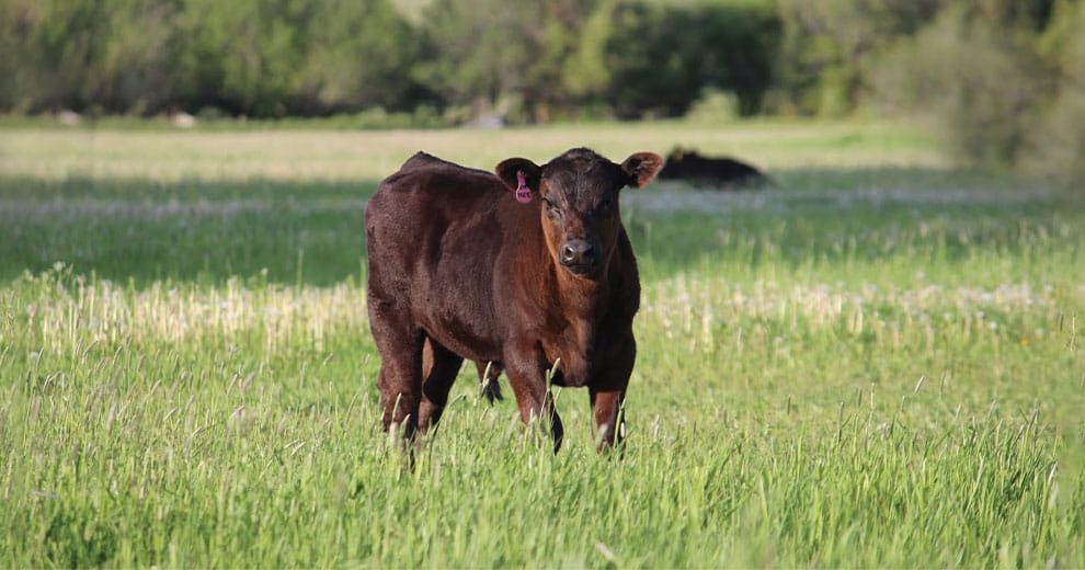 Brown beef calf in a field with long grass