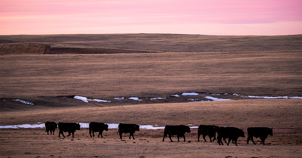 A herd of cattle walking through a field during sunset in the winter