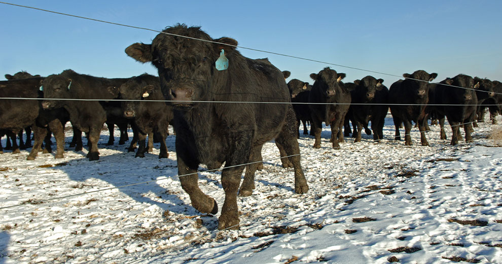 Herd of cattle behind a fence-line in winter