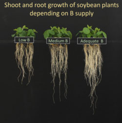 boron-deficiency-soybean-250x251