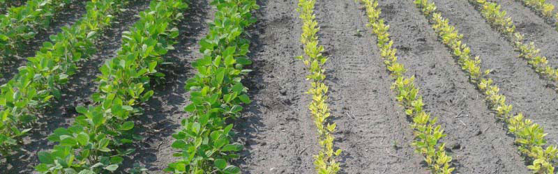 results of soybean field with and without soygreen