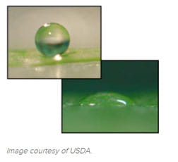 surfactant droplet