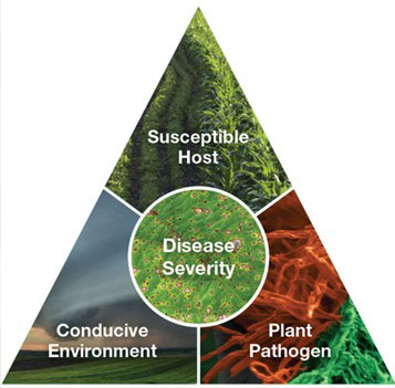 disease triangle