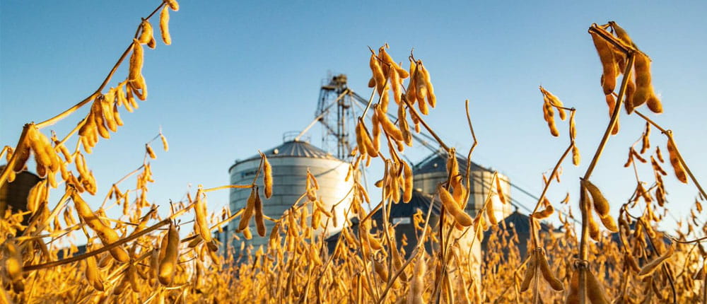 Soybeans ready for harvest in front of a grain bin at sunset.