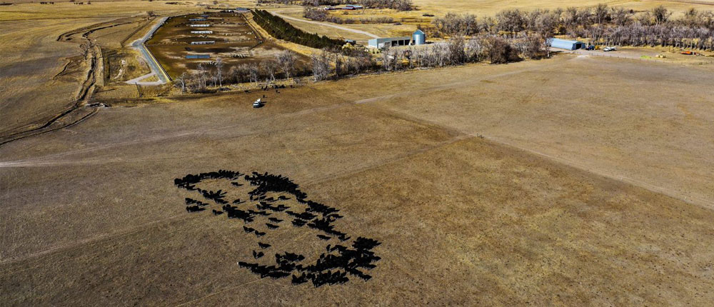 An aerial photo of Thaler Land and Livestock, a cow-calf ranch operation in Wyoming.