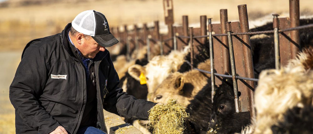 A nutrition consultant wearing a black Payback Nutrition jacket feeds calves.