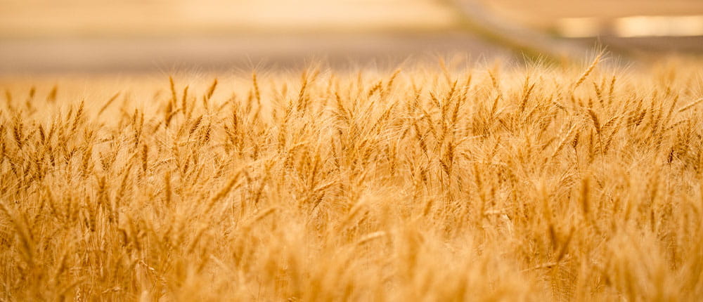 Golden wheat ready for harvest