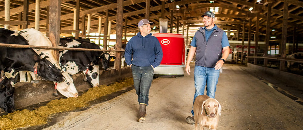 Two men and a dog walk through dairy barn with cows and a robotic feeder in the background.