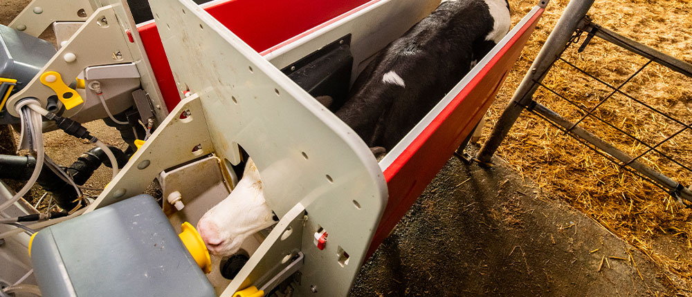 A Holstein calf enters a self-feeding compartment to drink from a robotic feed dispenser