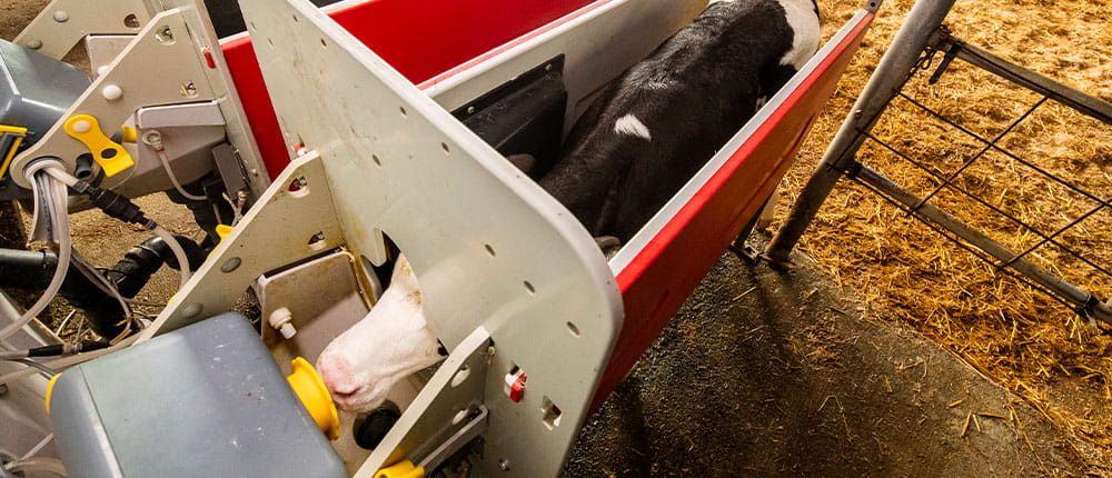 A Holstein calf enters a self-feeding compartment to drink from a robotic feed dispenser
