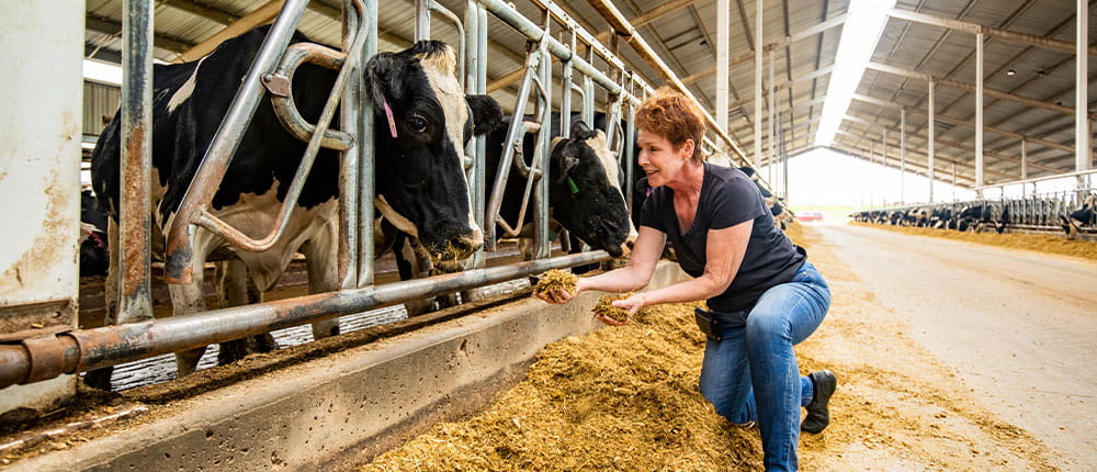 Woman feeding a dairy cow