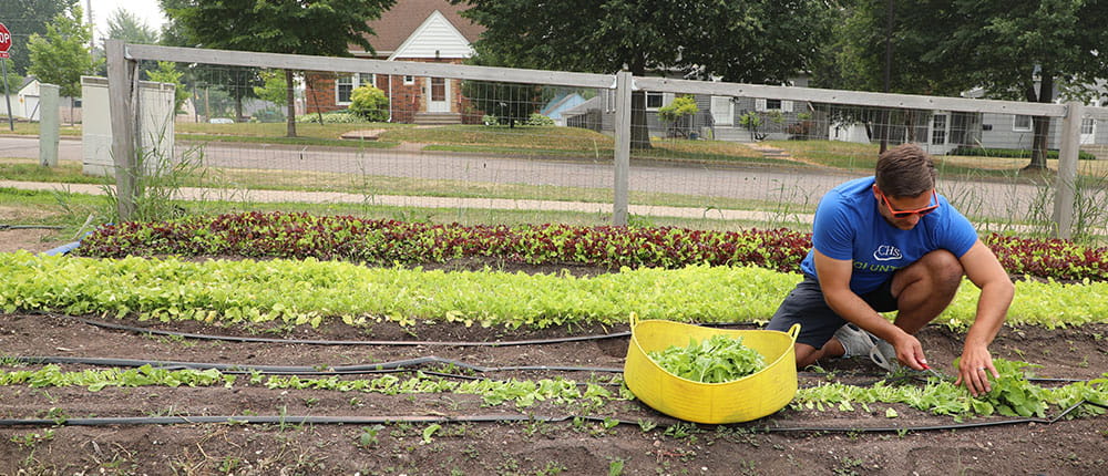 Man wearing CHS Volunteer T-shirt in garden cuts lettuce with scissors and places it into a large yellow bin