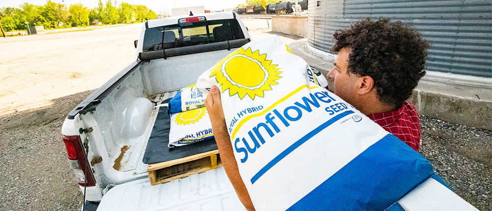 Man lifting sunflower seed bag into the back of a pick-up truck