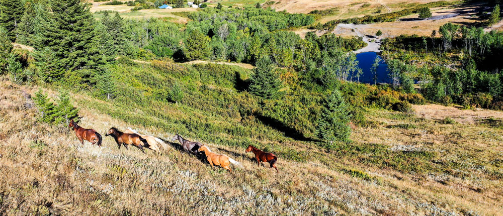 four horses landscape treasure state