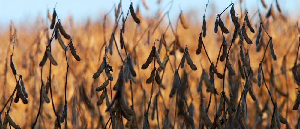 A soybean field at harvest.