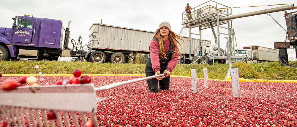 Woman stands knee-deep in a cranberry bog with a rake held out in front of her