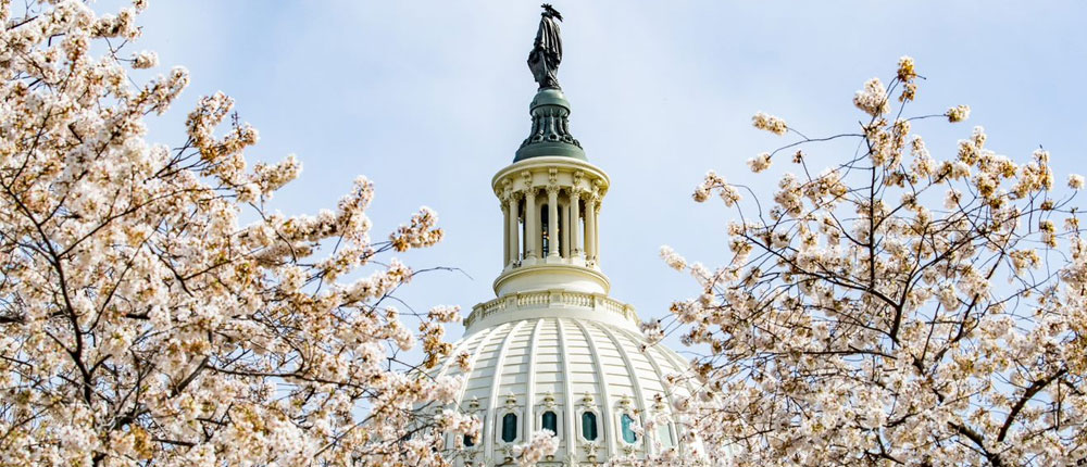 Blooming cherry trees and the U.S. Capitol dome.