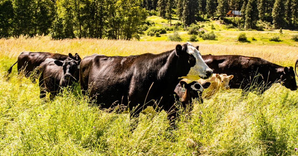 Cows grazing in a green field