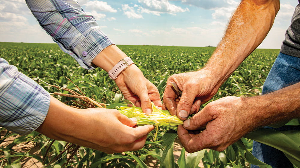 Hands holding sorghum stalk