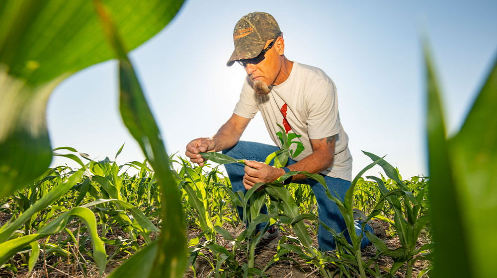 Man kneeling in sorghum field looking at young plant