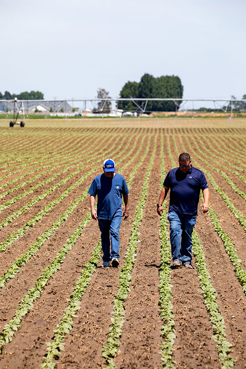 Two men walking in a field