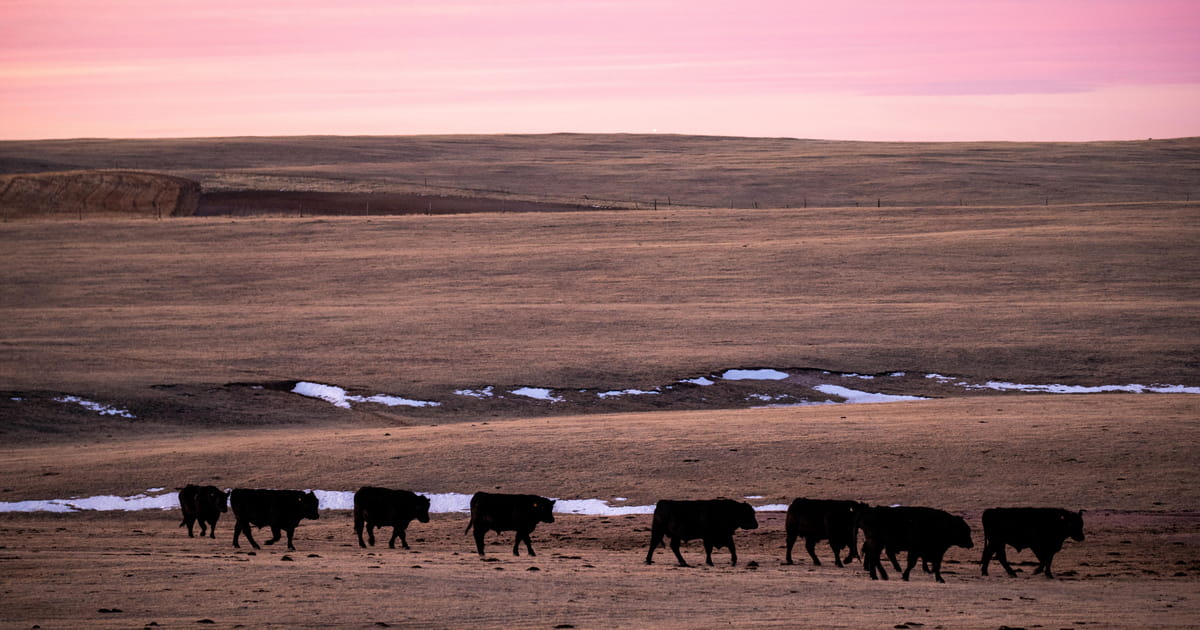 Cows walking across a field at sunset