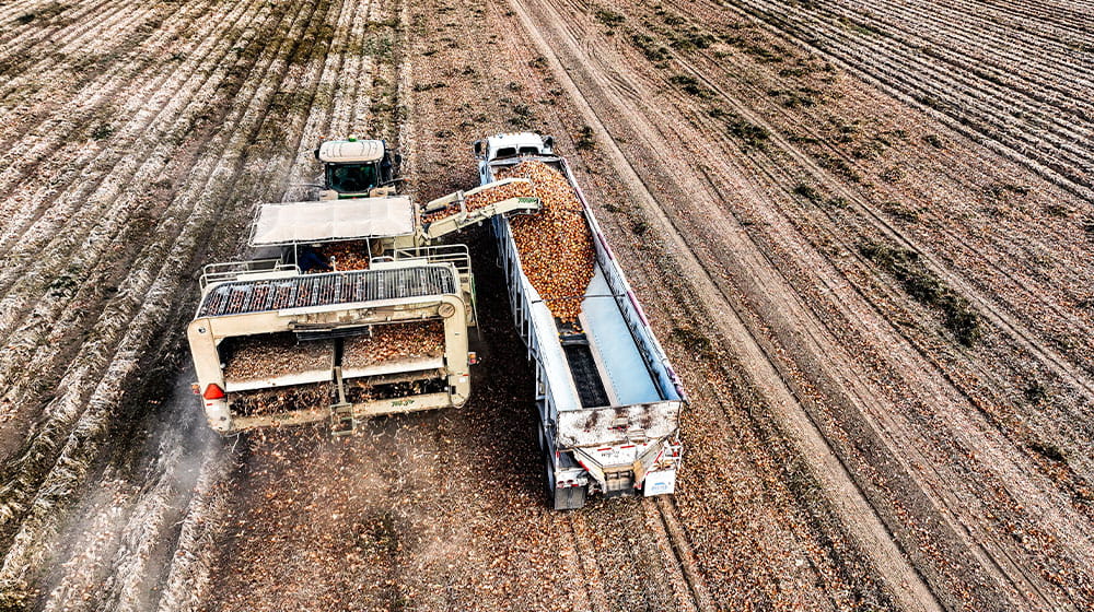 Onions being harvested with a machine