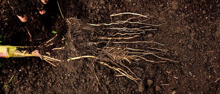 Corn roots in soil